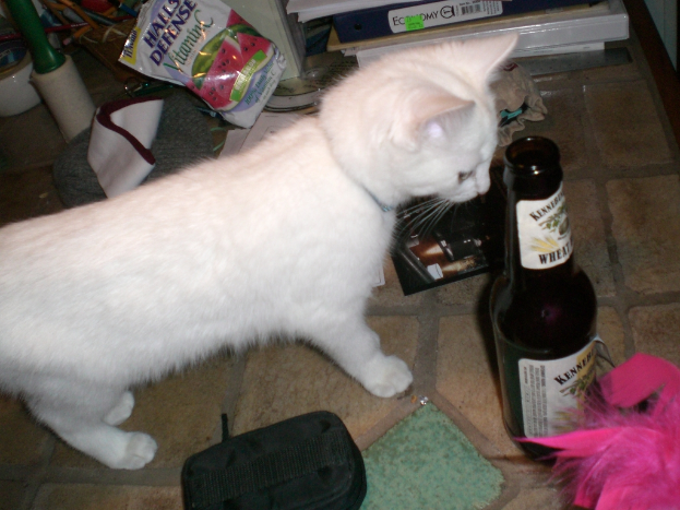Eine weiße Katze steht vor einer Flasche, umgeben von verschiedenen Gegenständen, mit Dateien im Hintergrund.