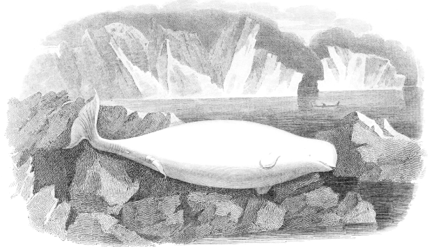 Schwarze und weiße Zeichnung eines Wals, der auf einem Felsen in eisigen Gewässern mit Eisbergen im Hintergrund ruht und Text unten.