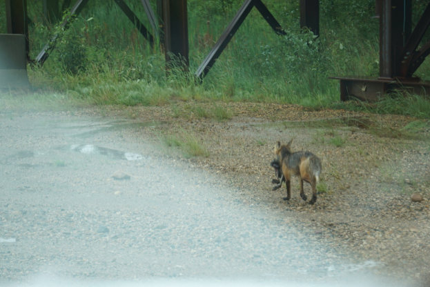 Ein Fuchs läuft eine Schotterstraße neben einer Brücke entlang, umgeben von Steinen, Gras, Pflanzen und Bäumen.