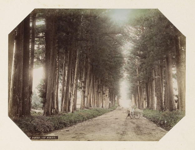 Altes Schwarz-Weiß-Foto einer Person, die ein Fahrrad auf einem von Bäumen und Pflanzen gesäumten Schotterweg fährt, mit Text unten.