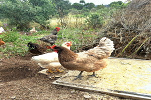 Eine Gruppe von Hühner auf einem Erdfeld umgeben von Pflanzen und Bäumen, mit Maschendrahtzaun im Hintergrund und einem klaren blauen Himmel darüber.