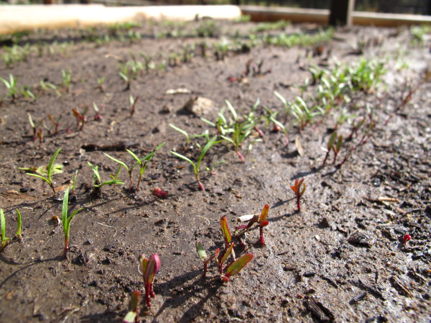 Schlamm mit kleinen grünen Pflanzen, die daraus hervorsprießen.