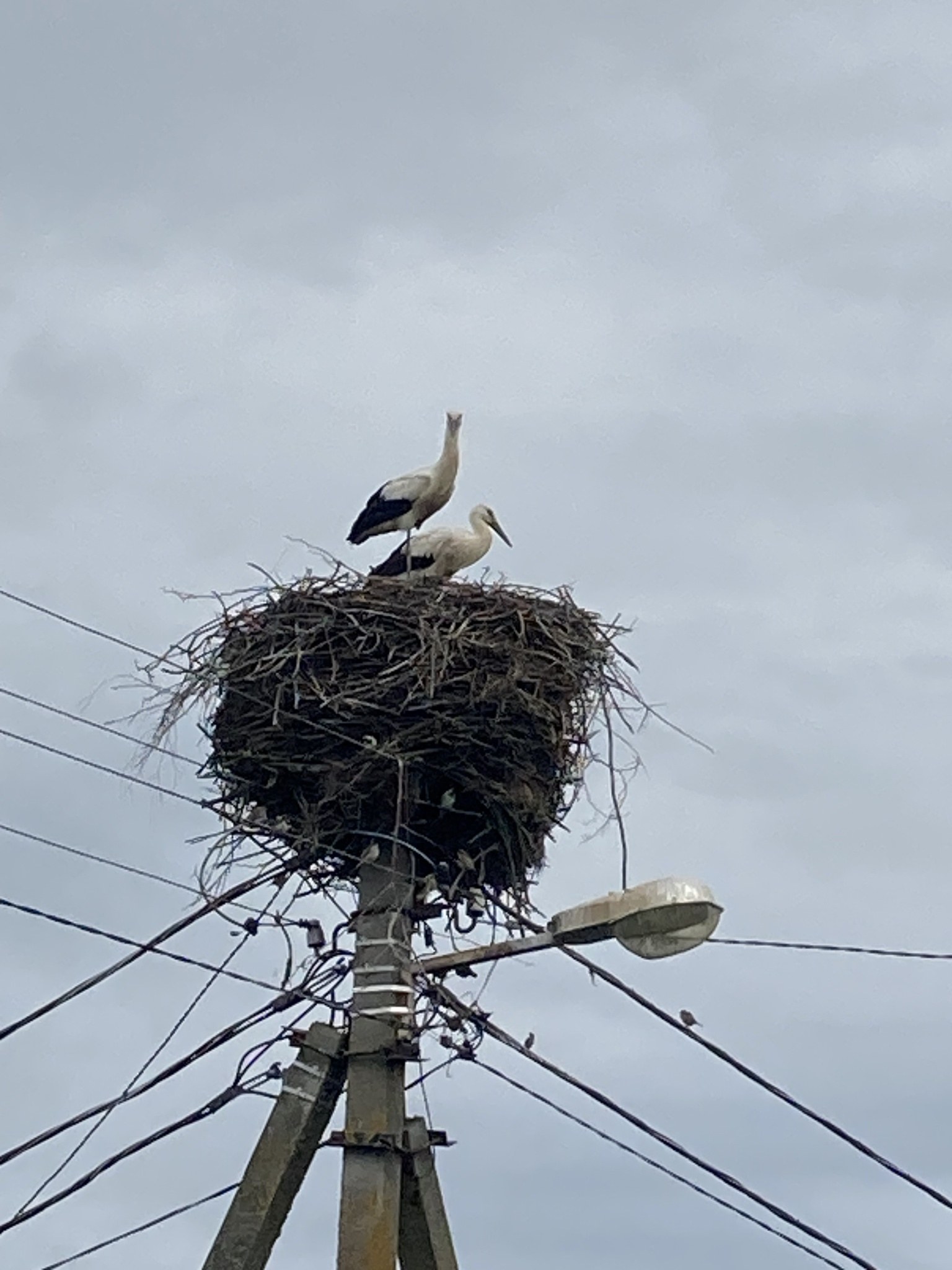 Zwei Weißstörche auf einem Nest auf einem Strommast sitzend, mit einer Straßenlaterne, die sie beleuchtet, und Drähten, die entlang des Mastes verlaufen.