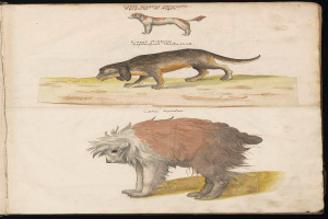 Ein Buch mit dem Titel "Die Anatomie von Hund und Katze" mit einer Zeichnung eines Hundes und einer Katze auf dem Cover, vor einem schwarzen Hintergrund, mit detaillierten Abbildungen des Fells, der Merkmale und Eigenschaften der Tiere.