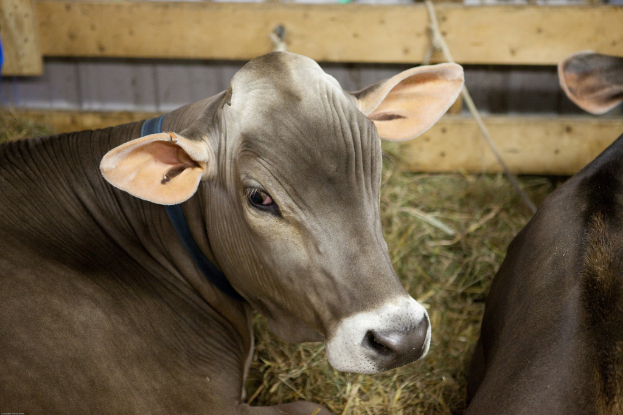 Kühe auf dem Boden sitzend mit Gras dahinter, eine hölzerne Wand im Hintergrund und ein Seil an der Wand.