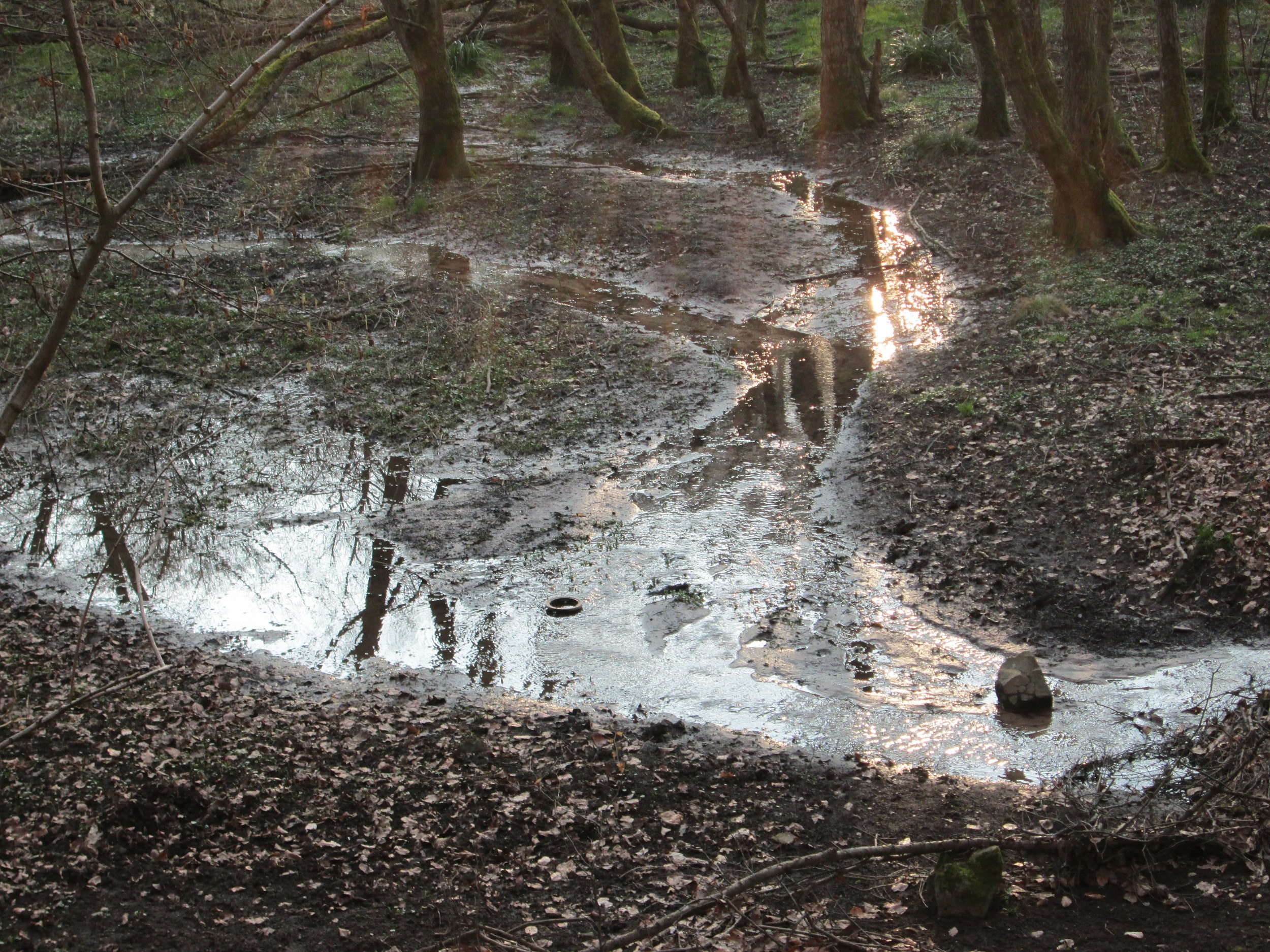 Ein kleiner, stiller Tümpel klaren Wassers in einem Wald, der umgebende Bäume und trockene Blätter spiegelt.