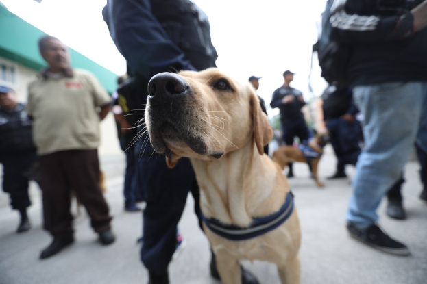 Polizeihund vor einer Menge mit einem Gebäude und einem klaren blauen Himmel im Hintergrund.
