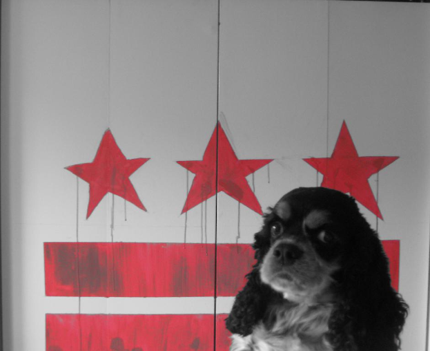 Ein Hund steht vor einer Wand mit Bildern.