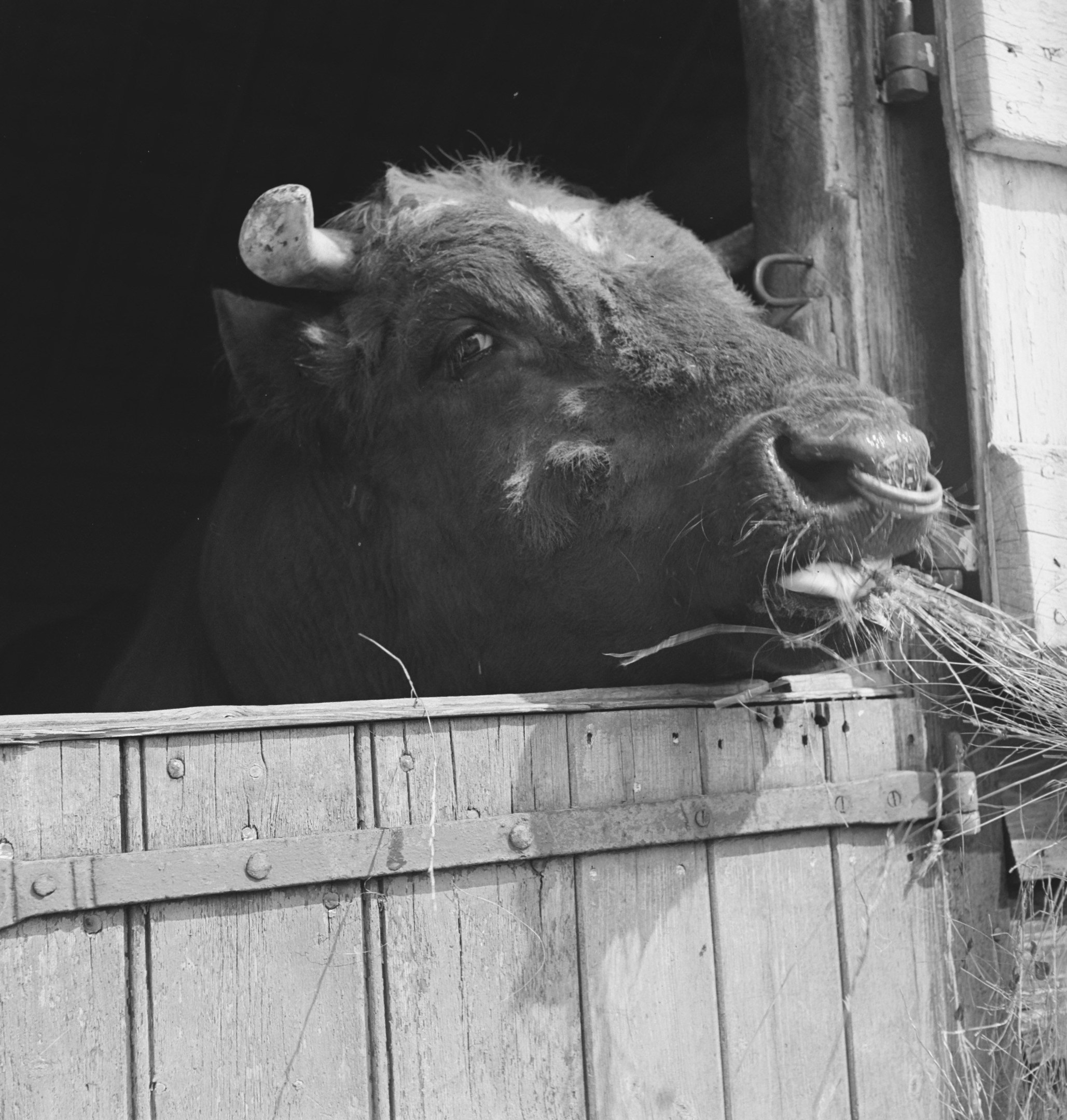 Schwarzes und weißes Foto eines Bullen mit dem Kopf aus einer hölzernen Scheunentür, umgeben von Gras.
