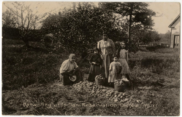 Ein Schwarz-Weiß-Foto einer Gruppe von Menschen, die um einen Kartoffelhaufen in einer grasbewachsenen Fläche stehen, mit Bäumen und einem Haus im Hintergrund und einem Text am unteren Rand, der 'Ernte auf Indianerreservation, Oldtown, NY' lautet.