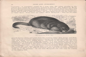 Offenes Buch mit dem Titel 'Felle und Pelztiere' mit einer detaillierten, realistischen Zeichnung eines amerikanischen Wasserfrettchens mit sichtbarem Fell und Merkmalen.