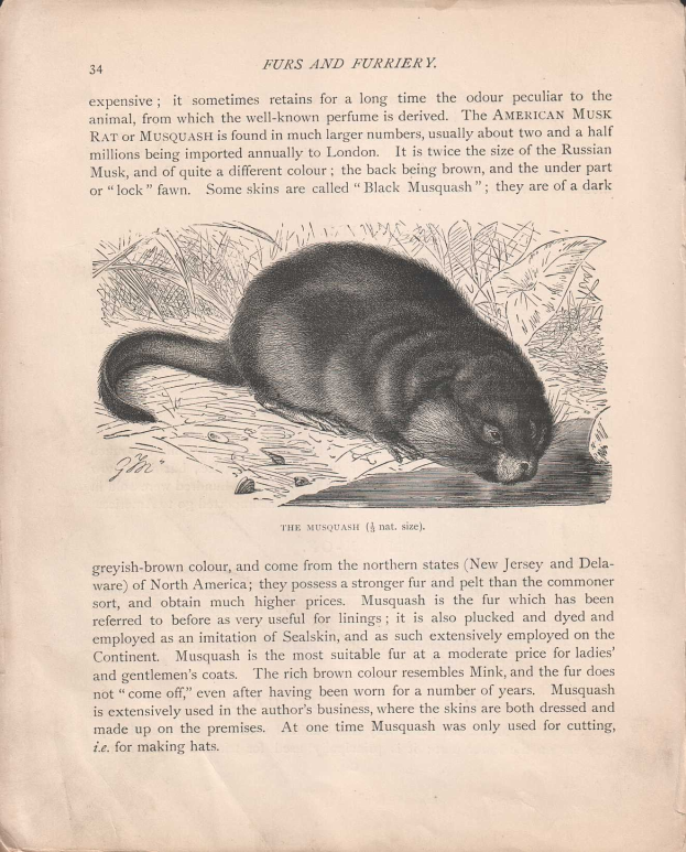 Offenes Buch mit dem Titel 'Felle und Pelztiere' mit einer detaillierten, realistischen Zeichnung eines amerikanischen Wasserfrettchens mit sichtbarem Fell und Merkmalen.