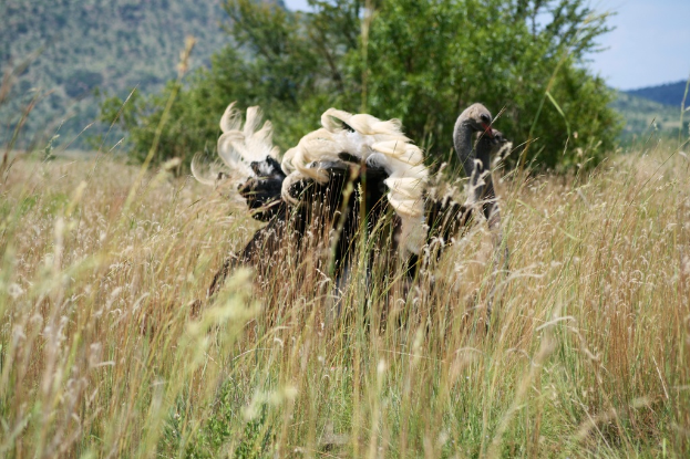 Zwei schwarze Ibisse stehen auf Gras mit Bäumen, Bergen und Landwirtschaft im Hintergrund und einem Himmel in der oberen rechten Ecke.