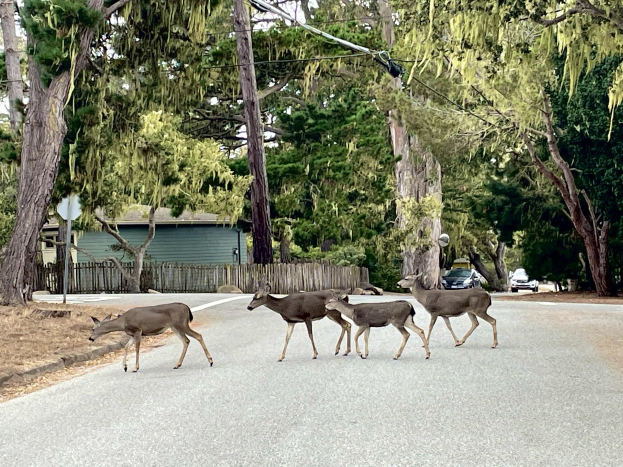 Eine Herde Rehe überquert eine Straße vor einem Haus, mit einem geparkten Auto auf der rechten Seite und Bäumen, einem Zaun, einem Pfahl, einem Schild und einem klaren blauen Himmel im Hintergrund.