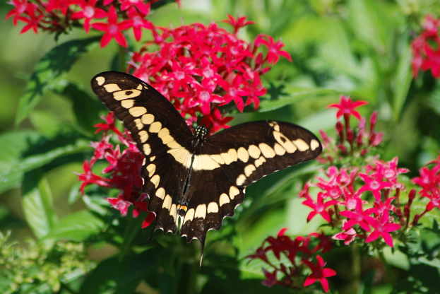 Ein Schmetterling ist in der Nähe von Blumen mit einem grünen Hintergrund positioniert.