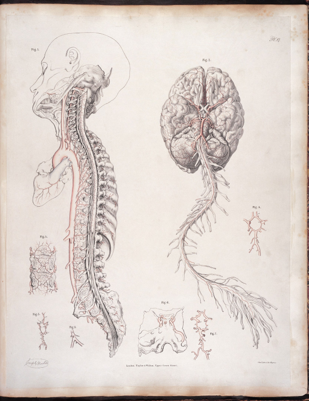 Ein detailliertes anatomischesDrawing eines menschlichen Gehirns und einer Wirbelsäule auf den offenen Seiten eines alten Buches.
