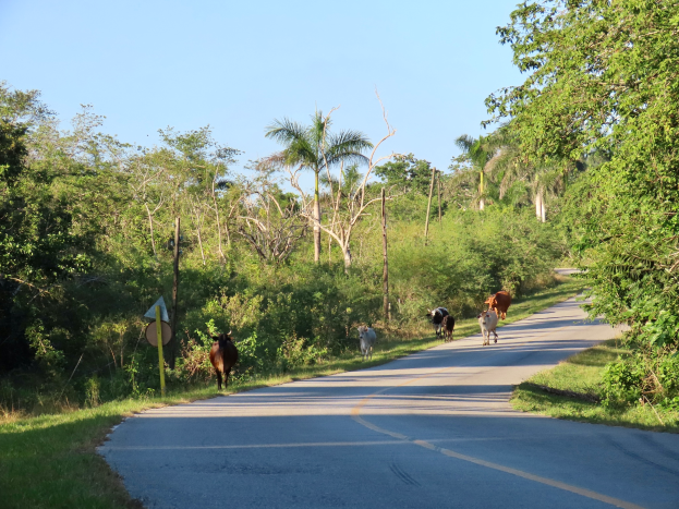 Eine Herde Kühe auf einer von Bäumen gesäumten Straße unter einem klaren blauen Himmel.