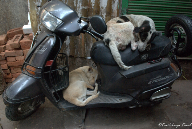 Ein Scooter mit zwei Hunden auf dem Rücken, mit einer Backsteinmauer und zersplittertem Glas im Hintergrund.