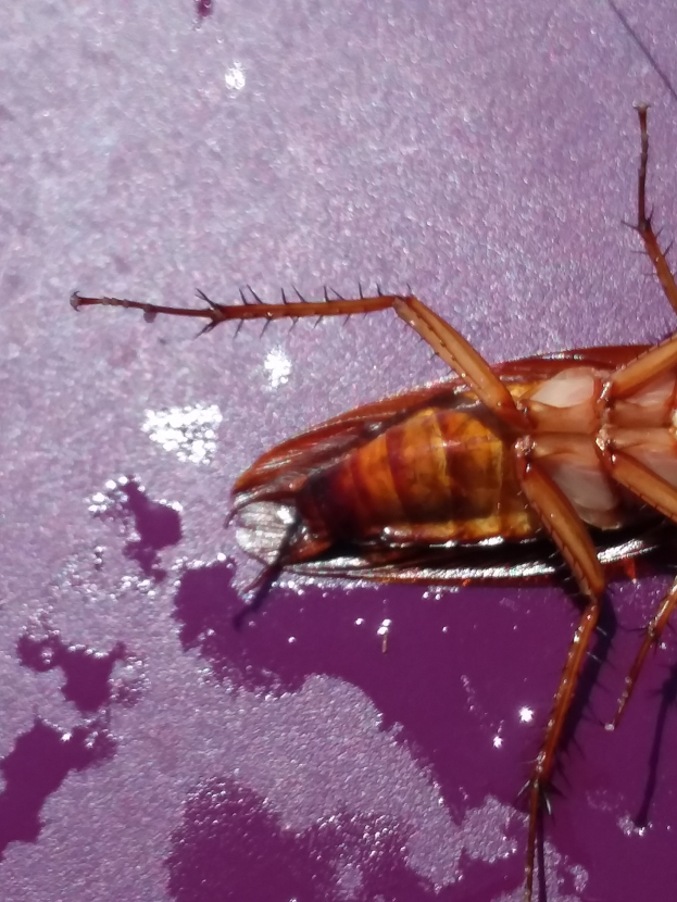 Eine Kakerlake krabbelt auf einer lila Oberfläche.