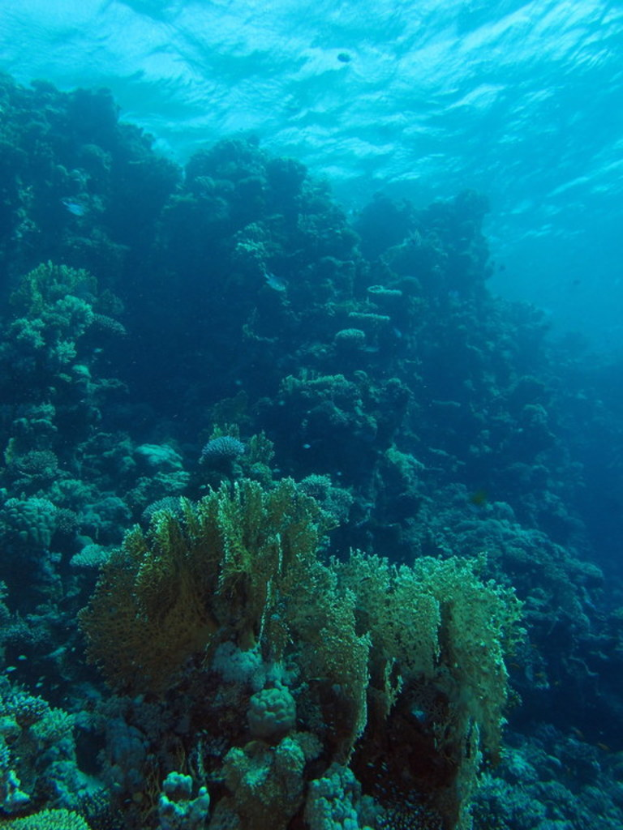 Unterwasser-Szene mit verschiedenen Pflanzen auf dem Meeresboden.