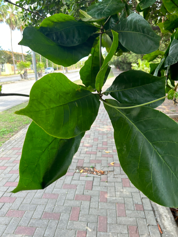 Ein Baum mit üppigen grünen Blättern steht am Straßenrand, umgeben von Gras, Pfählen, Fahrzeugen auf der Straße, Gebäuden und einem klaren blauen Himmel.