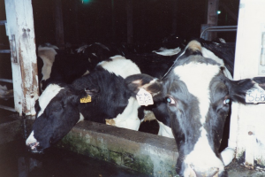 Eine Gruppe schwarzer und weißer Kühe mit Ohrmarken steht zusammen in einem Stall, mit Pfählen und einer Lampe im Hintergrund.