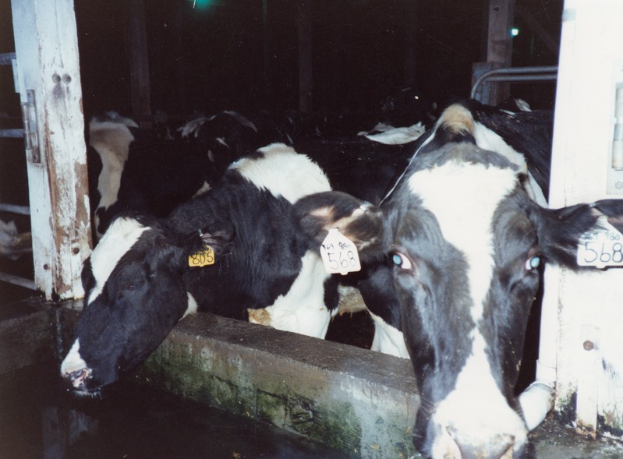 Eine Gruppe schwarzer und weißer Kühe mit Ohrmarken steht zusammen in einem Stall, mit Pfählen und einer Lampe im Hintergrund.