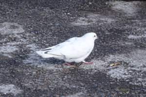 Eine weiße Brieftaube mit schwarzen Flügeln, Kopf, Füßen und schwarzen Augen und einem gelben Schnabel, die auf dem Boden neben einem Felsen steht.