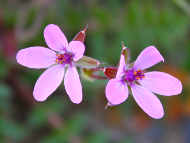 Ein Nahaufnahme von zwei pinken Kraut-Robin-Blumen im Gras mit einem unscharfen Hintergrund.
