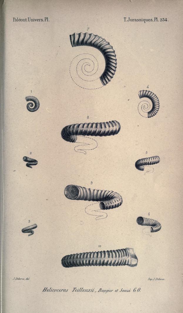 Ein Buchumschlag mit detaillierten Illustrationen verschiedener Würmer, jeder mit einzigartigen Formen und Größen, begleitet von beschreibendem Text über ihre Eigenschaften.